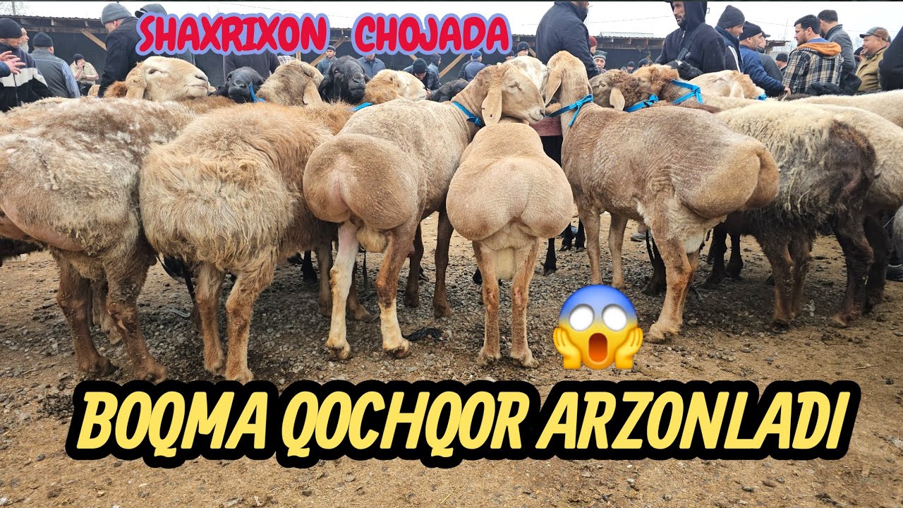 BUGUN NASILDOR QOCHQORLAR NARXI ARZONLADI