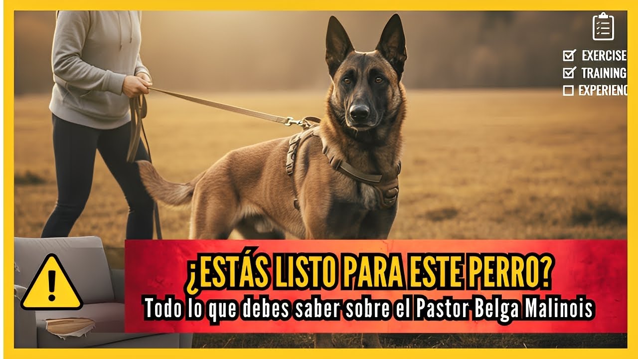 Pastor Belga Malinois: ¿Estás Realmente Listo?