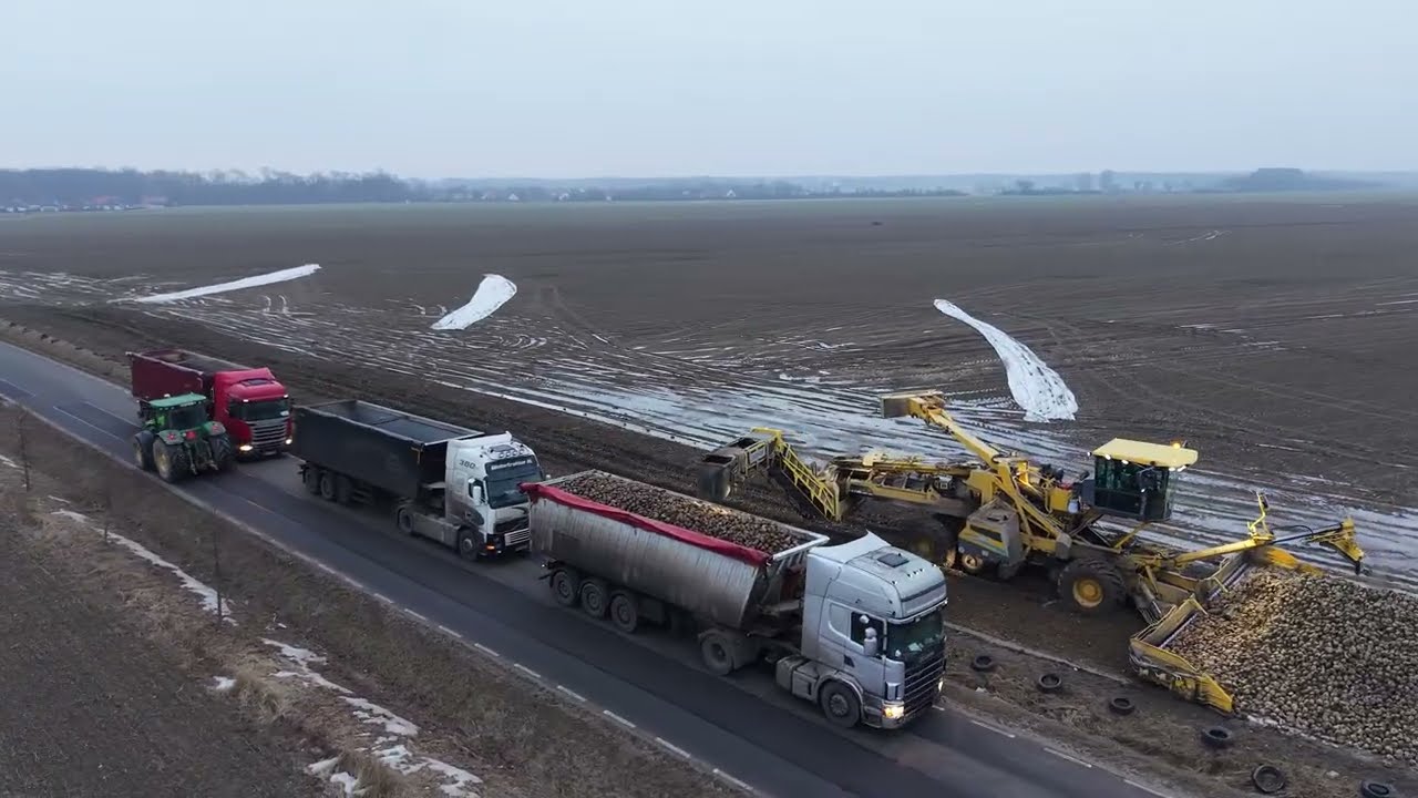 Odbiór buraków cukrowych 2026