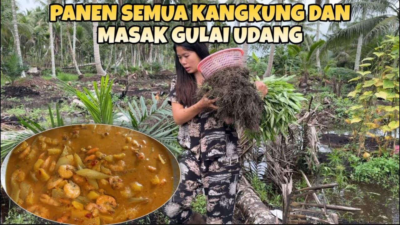 HAMPIR BANJIR,KITA PANEN SEMUA KANGKUNG DAN MASAK GULAI UDANG NANAS