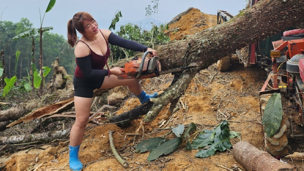 Agricultural vehicle, using a 365 chainsaw to cut down a large tree.