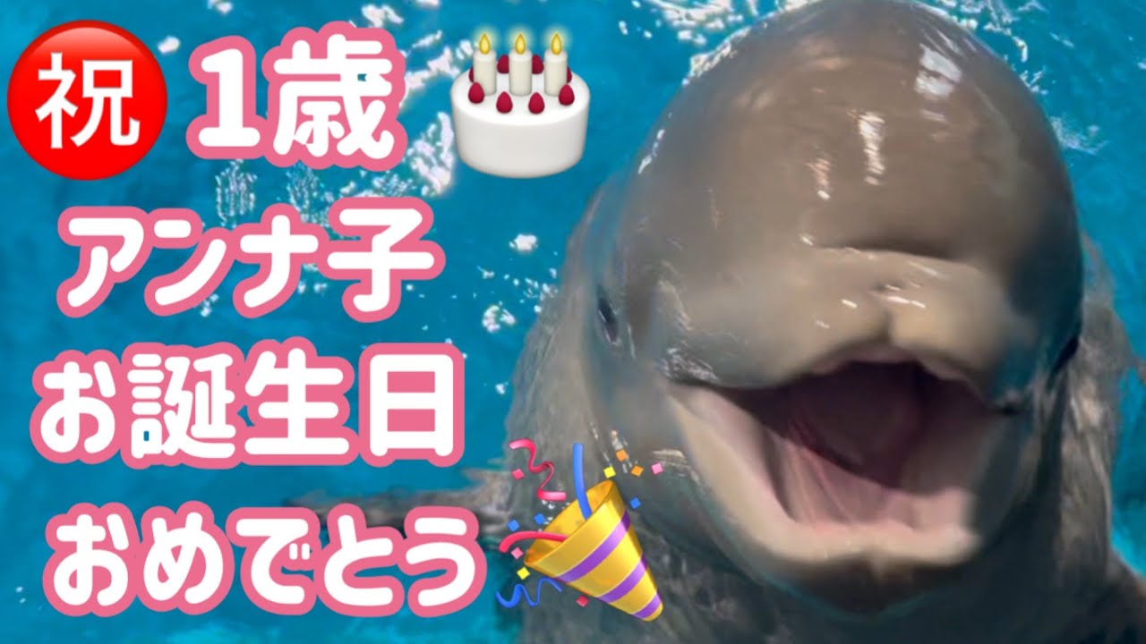 【シロイルカ0→1歳】今日、アンナ子1歳になりました！【しまね海洋館アクアス】