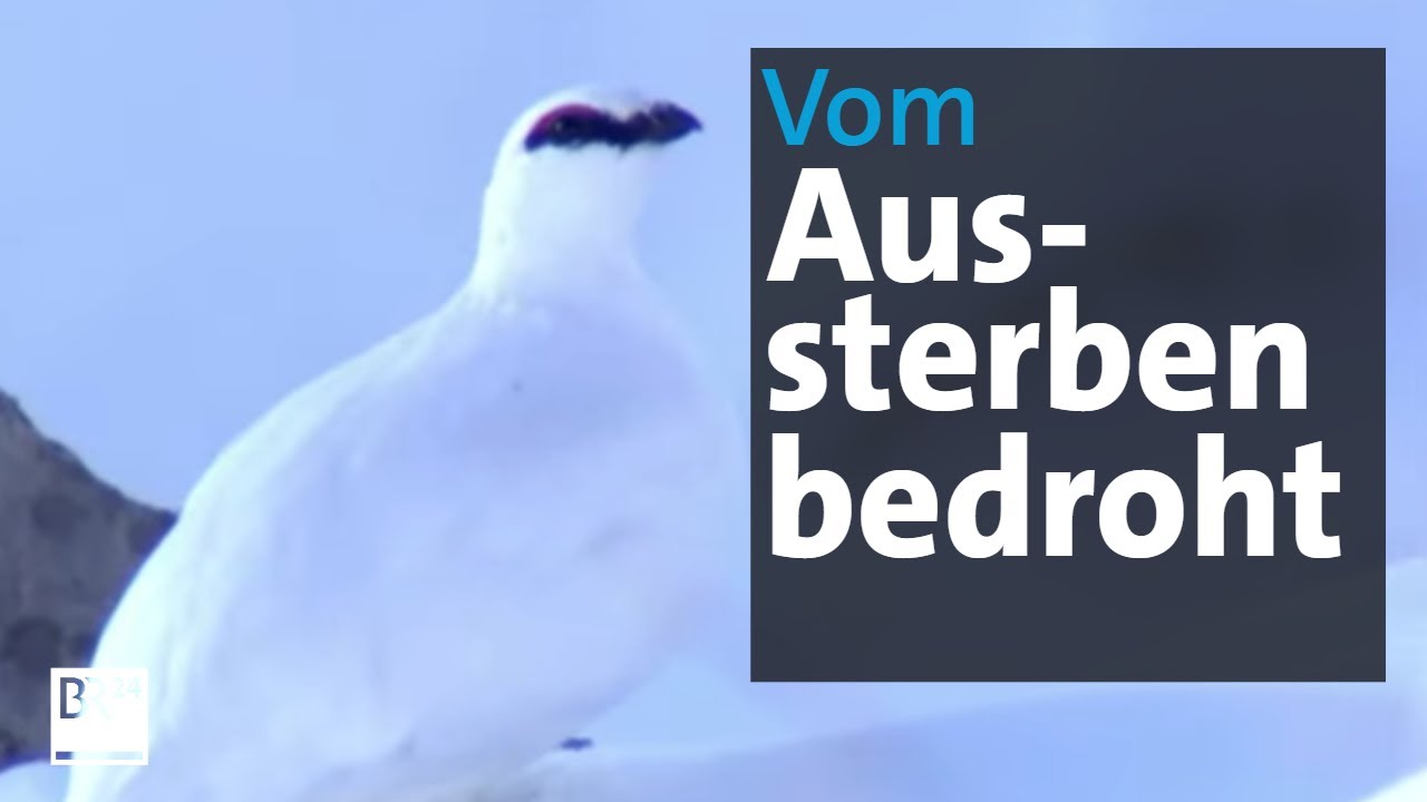Auerhuhn, Birkhuhn und Schneehuhn: In Bayern vom Aussterben bedroht | Abendschau | BR24