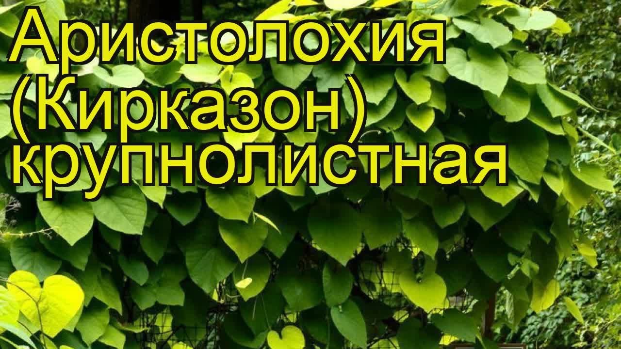 Аристолохия крупнолистная. Краткий обзор, описание характеристик, где купить саженцы