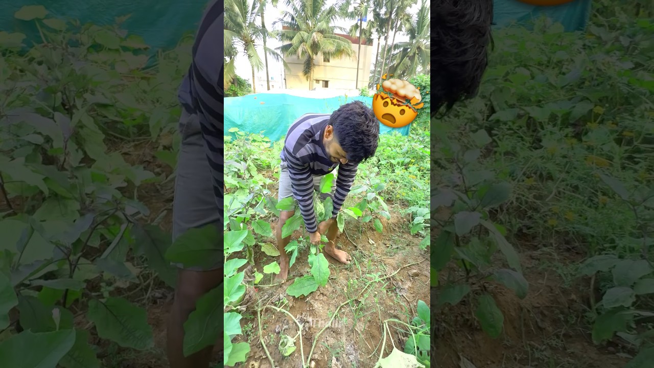 Indha noi 🦠 vandhuruchuna 🚨 param patcham ❌ paakama 👀 pudungi 💥 pottudunga