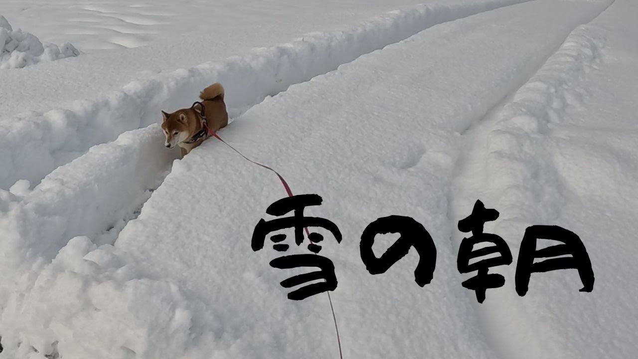 前に突き進み、なかなか顔を見せない飼い犬ｗ気持ちの良い雪の朝散歩でした。