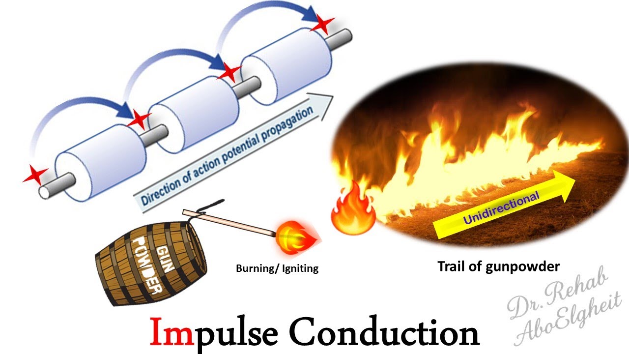Nerve Physiology Lec 6 Impulse Conduction