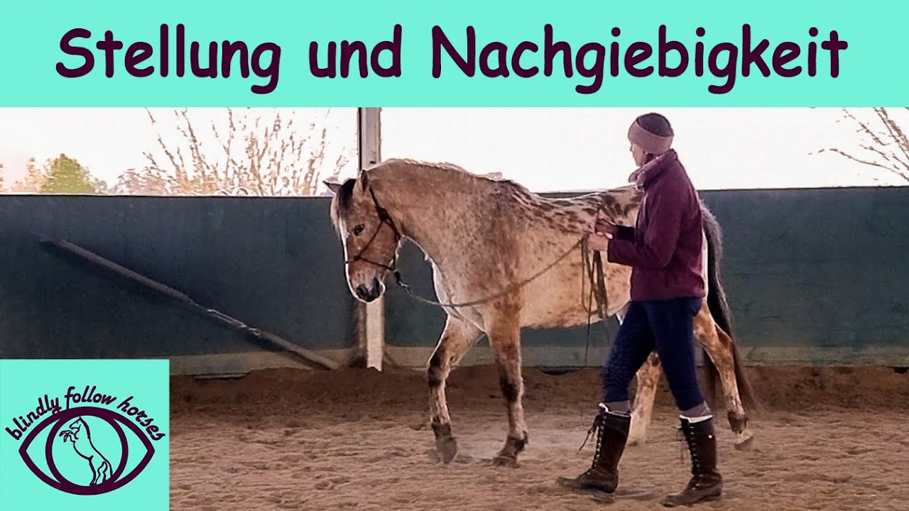 HOW TO: Gesunde Bewegung an der Hand bis zur Freiarbeit. Bodenarbeit auf einem ganz neuen Level!