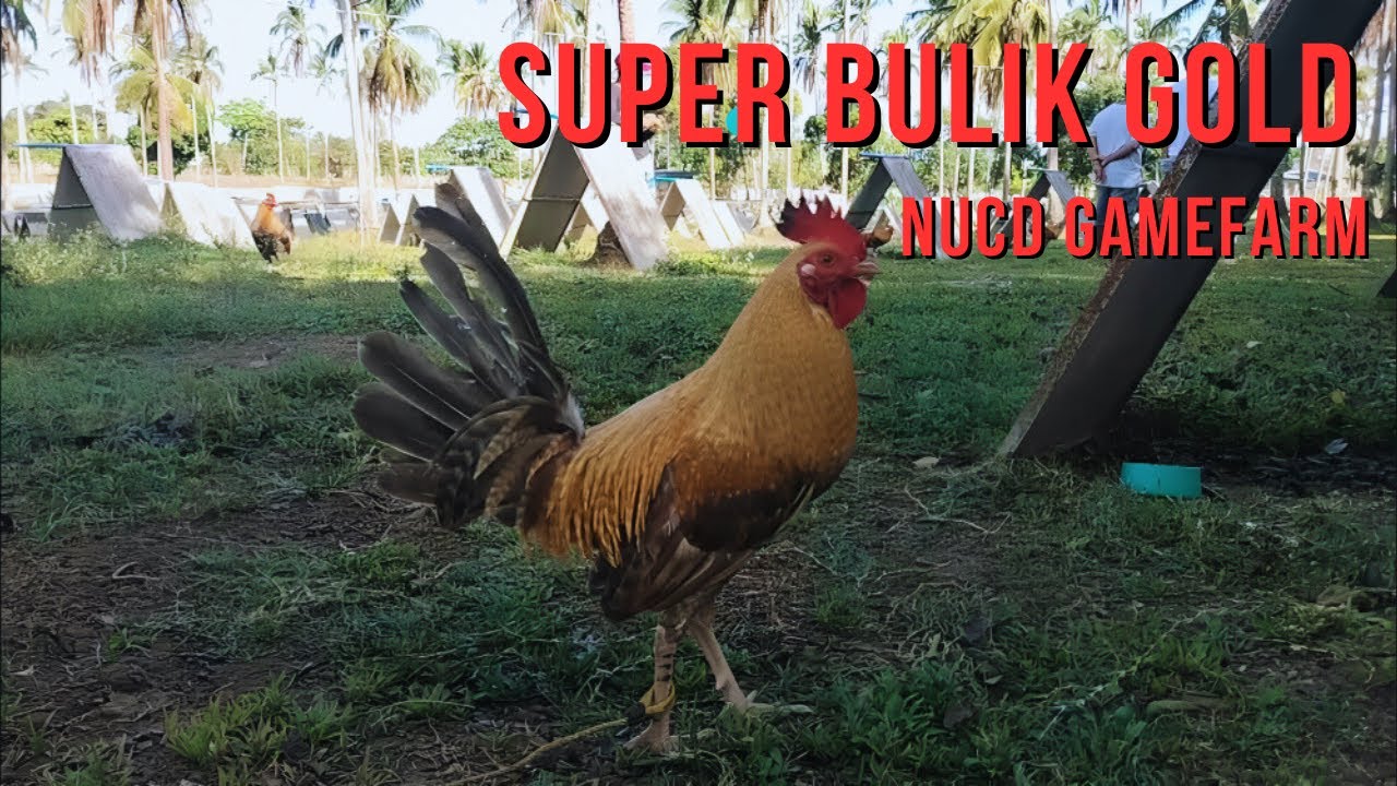 SUPER BULIK GOLD NUCD GAMEFARM