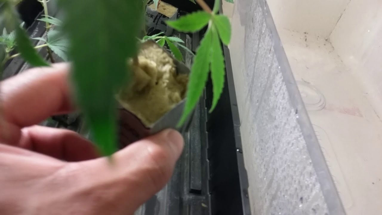 Grow with t5