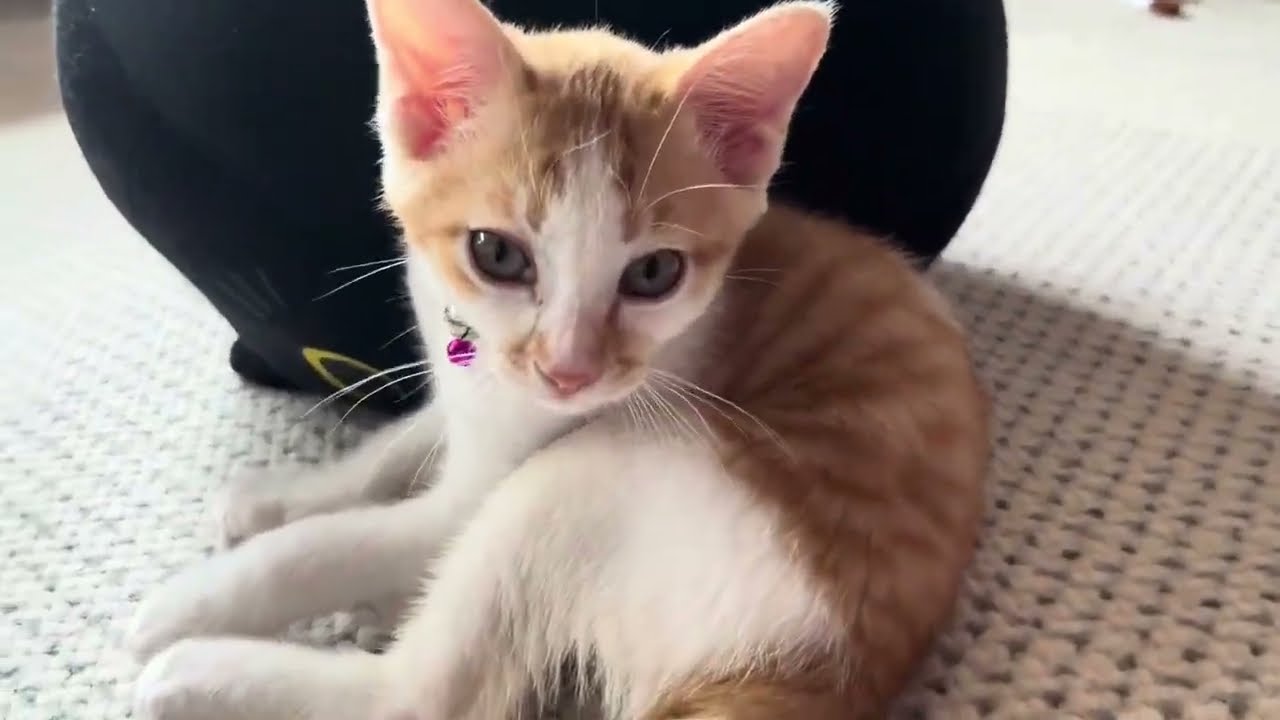 【保護猫】７月8日から16日に投稿した信くんの動画をまとめました🐱【子猫】
