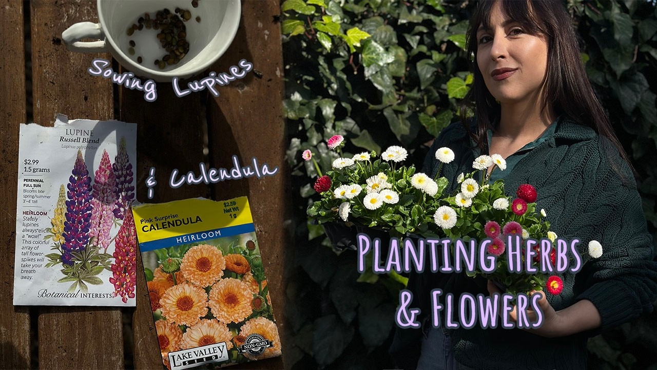 Potting Up English Daisies & Herbs | Direct Sowing Lupines and Calendula