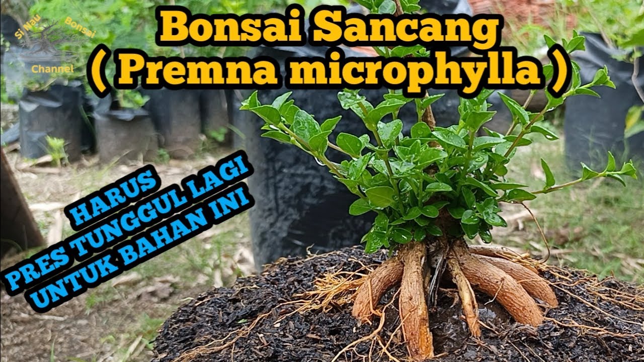 Bonsai Sancang ( Premna microphylla ) HARUS PRES TUNGGUL LAGI UNTUK BAHAN INI