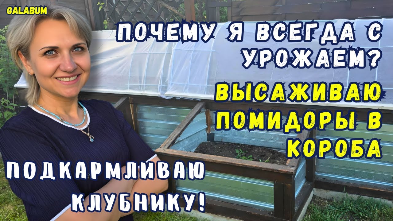СЕКРЕТНЫЙ МЕТОД выращивания Томатов который работает ВСЕГДА! / Подкармливаю Клубнику. @GALABUM​