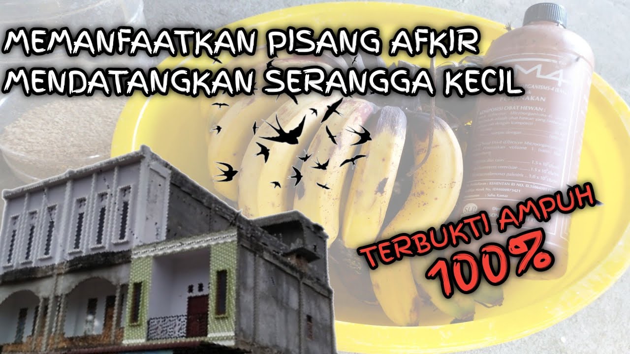 FERMENTASI PISANG UNTUK PAKAN BURUNG WALET