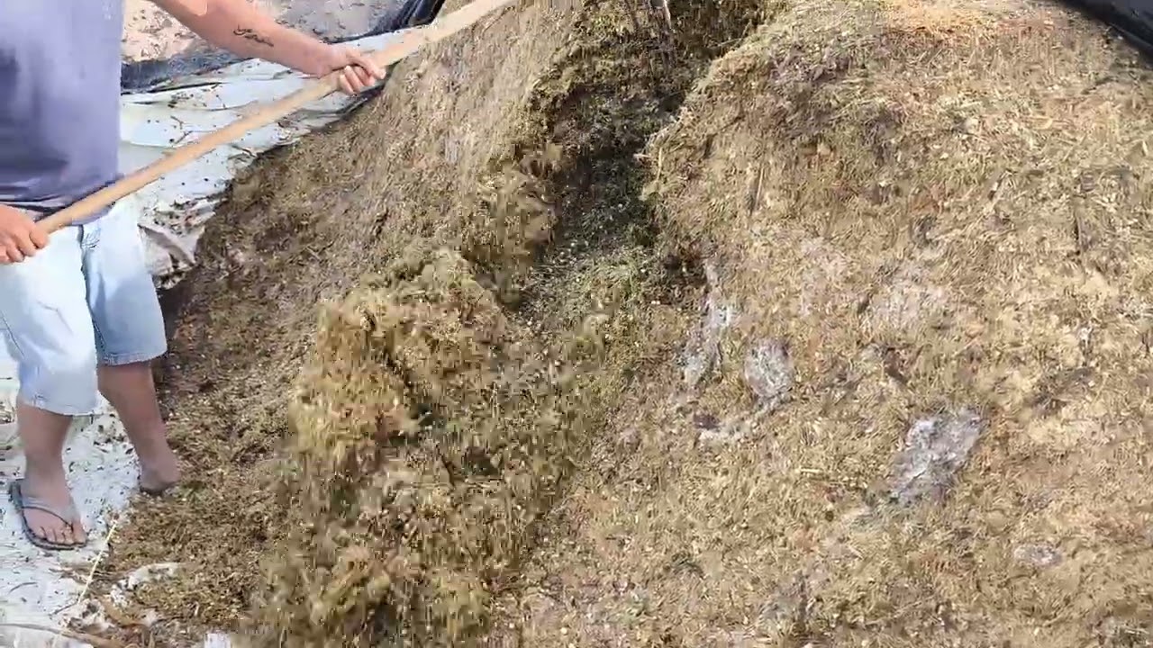 Silagem de Capiaçu, fubá de milho e inoculante.