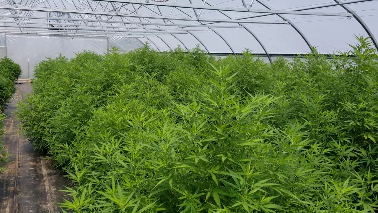 Turner Family Farms -High Tunnel Hemp - July 4, 2019