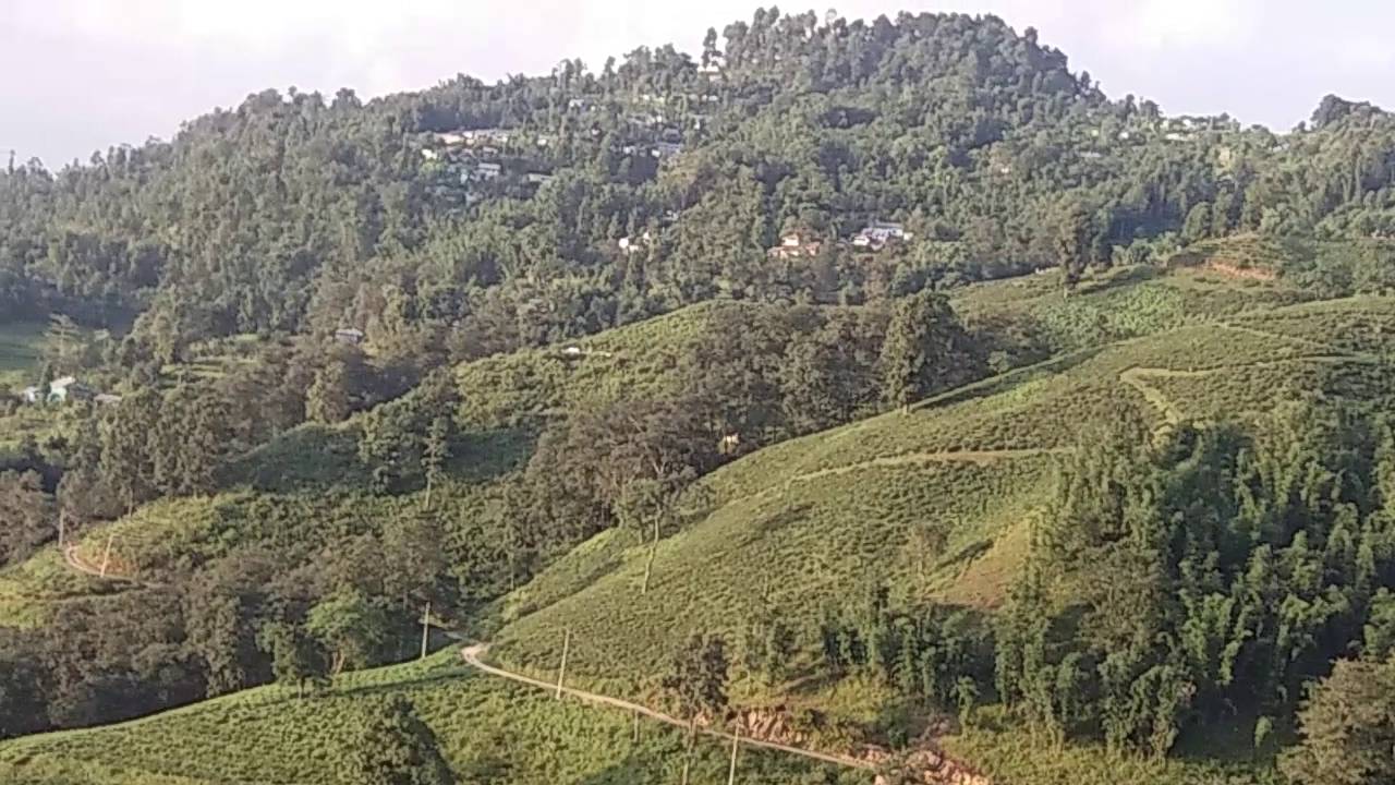 Ilam Tea Garden, Nepal
