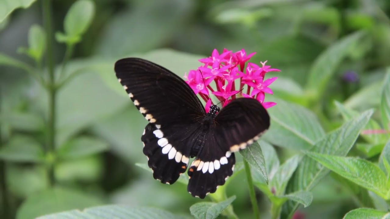 Papillons exotiques🦋 