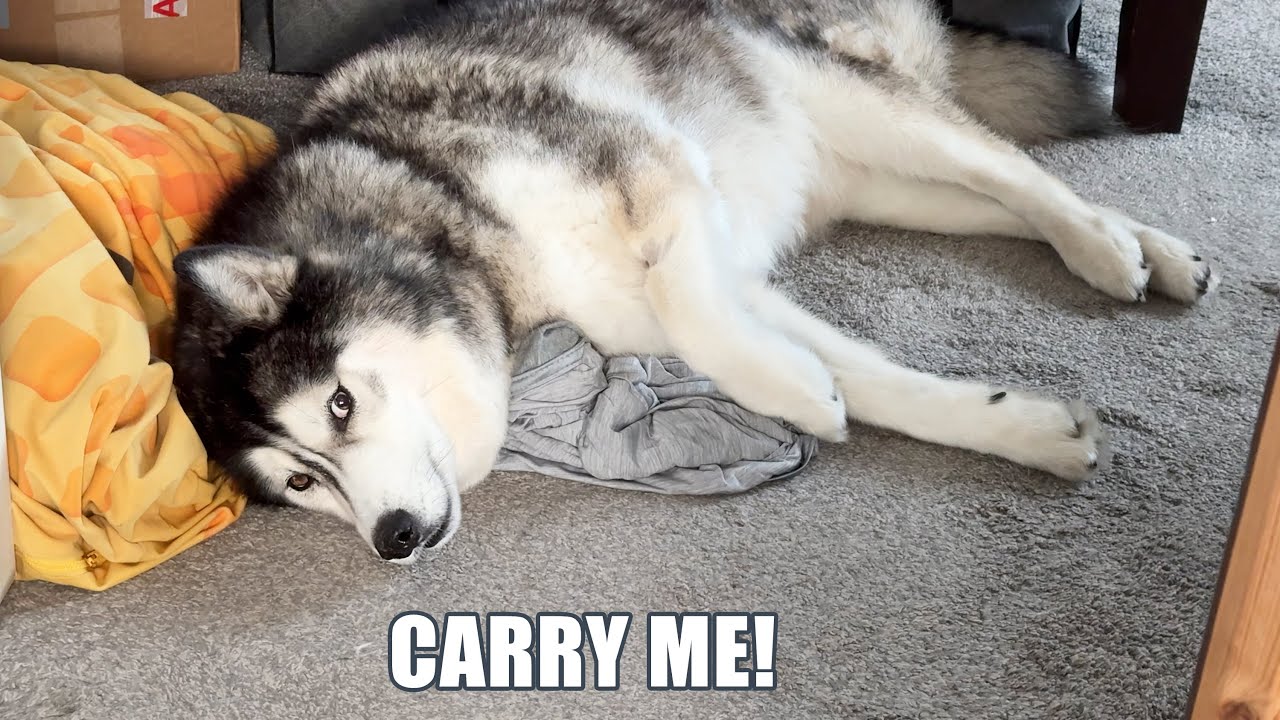 Can’t Get My Husky Out Of Bed!