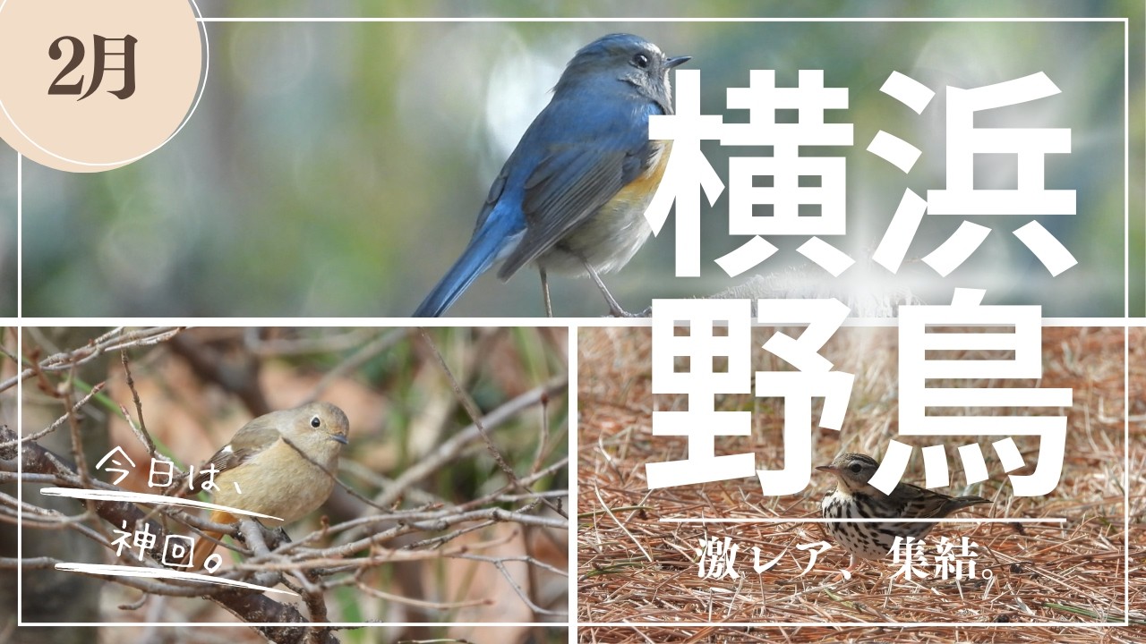 【野鳥観察】奇跡の3種が集結！ルリビタキ・ジョウビタキ・ビンズイに出会えた横浜の冬。