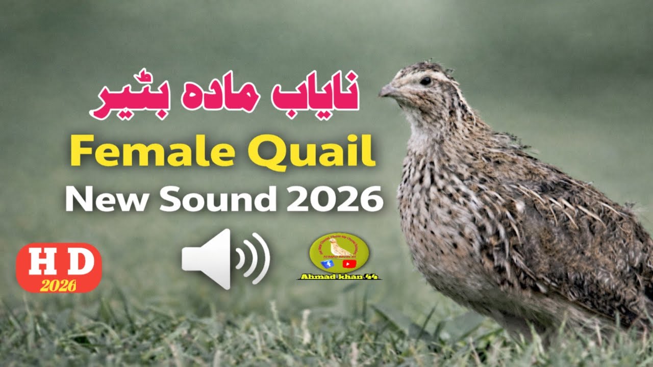 Female Quail Call 2026,Madi Batair New Sound 2026,Bater Ki Awaaz,#femalequailcall,Batair ki awaz