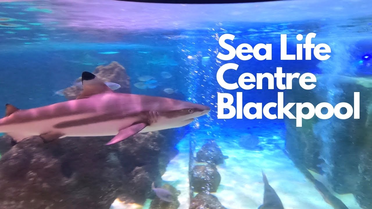 Blackpool Sea life Centre