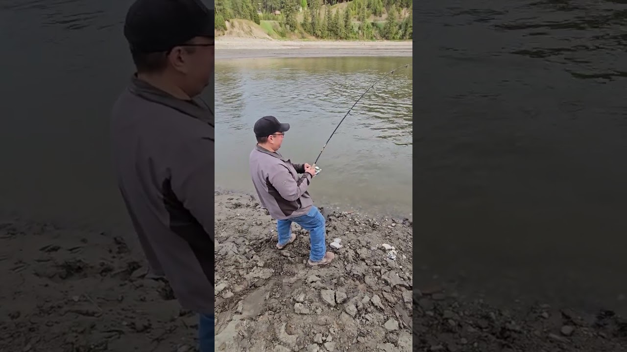 Mouth of the Colville river sturgeon catch and release