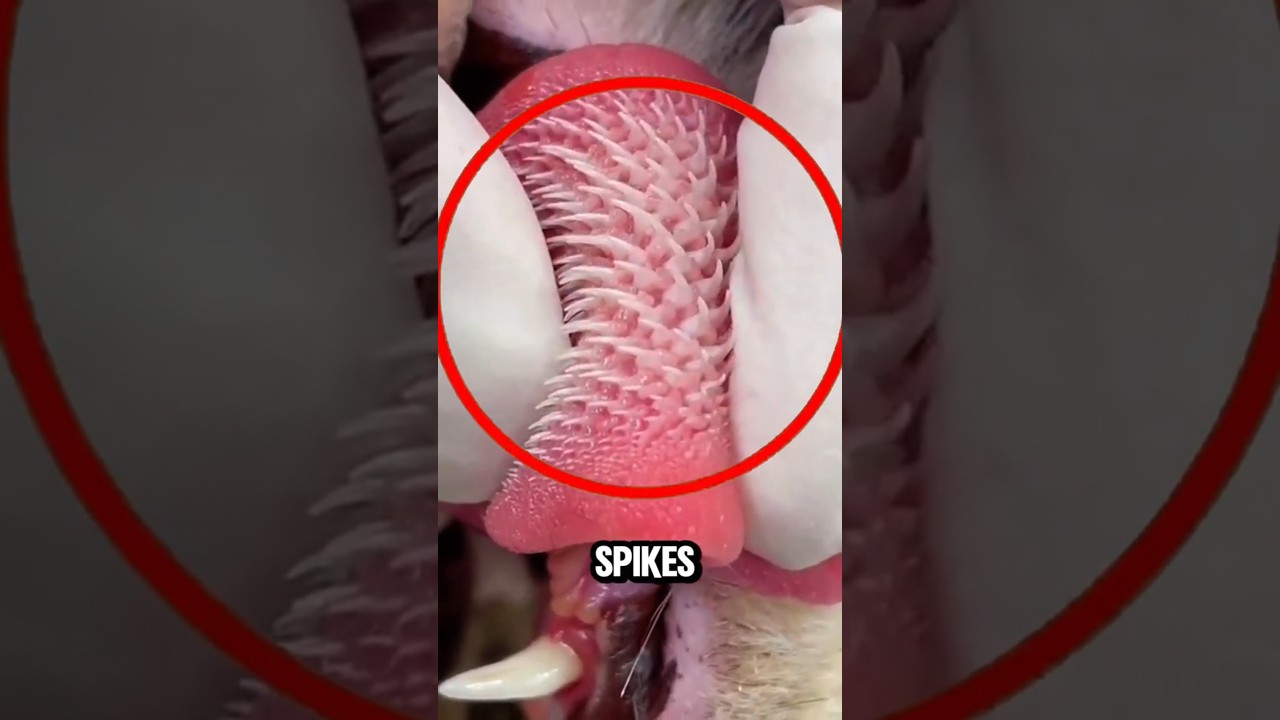 The Secret Behind a Cat's Spiked Tongue #shorts #cat #viralshorts