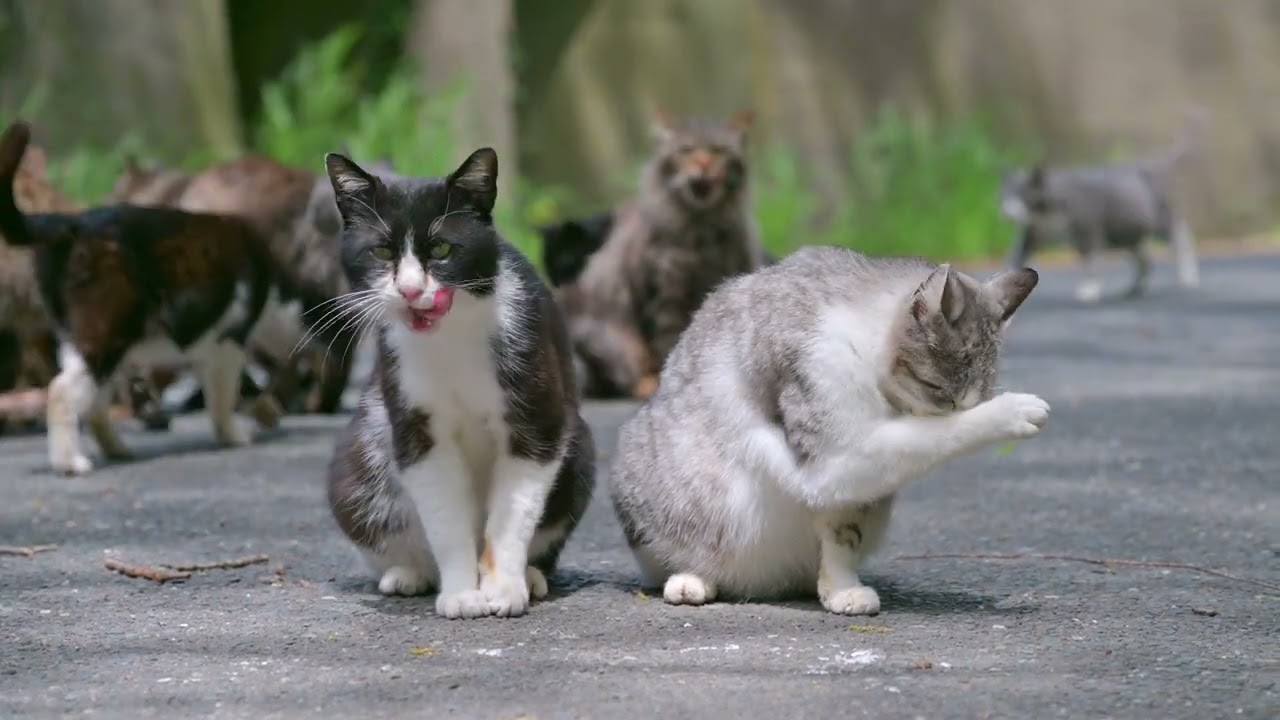 【 4K 】のらびよ猫どーが 11 田代島