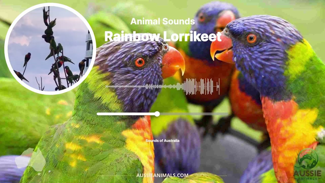 Rainbow Lorikeet Sounds | Beautiful Australian Parrots Chattering & Singing | Pure Nature Sounds