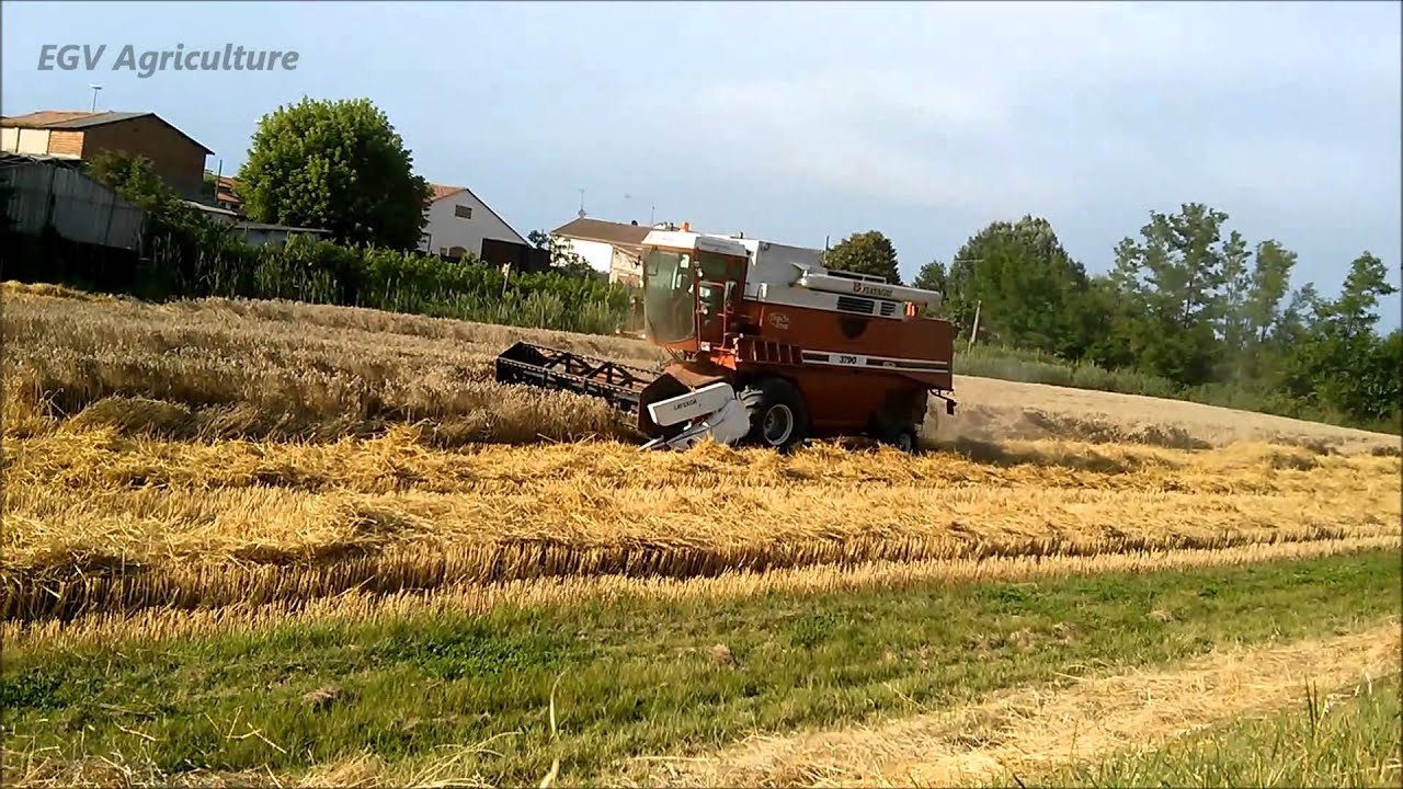 Trebbiatura grano 2015 con Laverda 3790