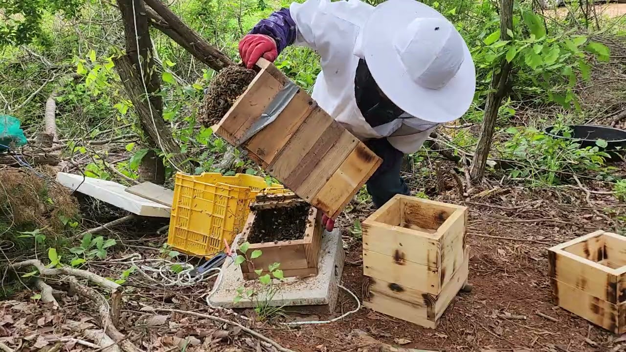 고창팜토종벌 인공분봉