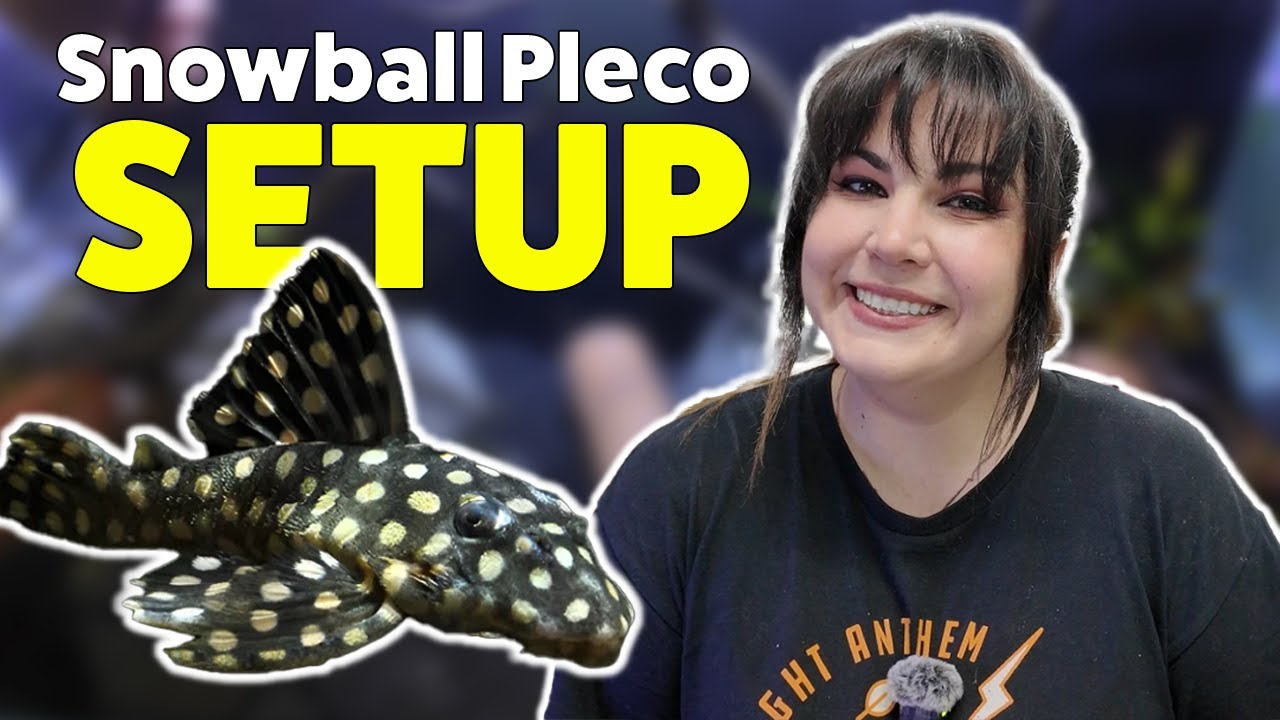 How to Build the Ideal Tank for L201 Plecos | Step-by-Step Aquarium Guide