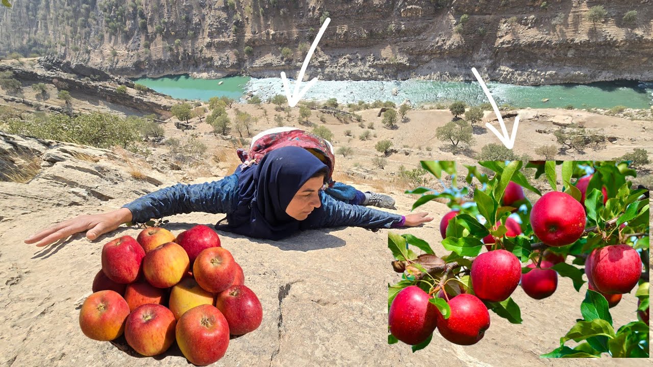 Esmat picking mountain apples in the Zagros Mountains 🍏🏔️