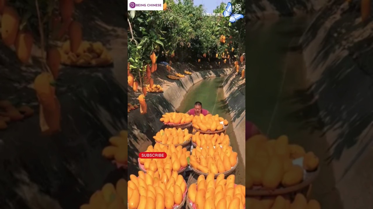 Mango Farming in China 🥭🌳 #farming #mango #china #shorts