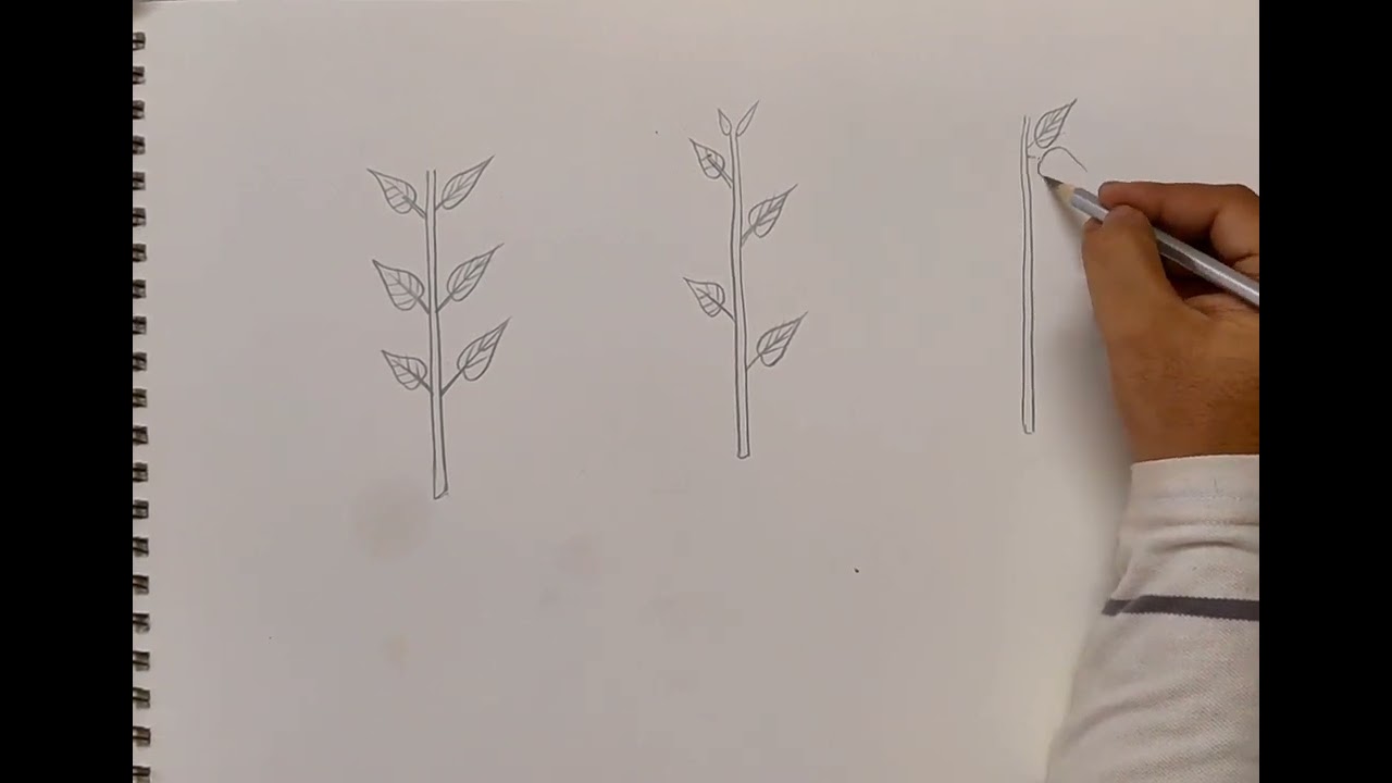 How to Draw Phyllotaxy Diagram | Alternate, Opposite & Whorled | Easy Botany Drawing 