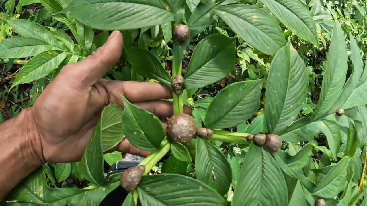 Pertumbuhan bibit katak yang bagus 