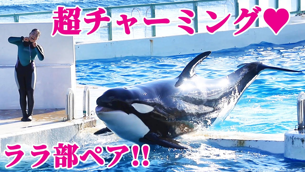 シャチパフォーマンス中も超チャーミング♥ 鴨川シーワールド シャチショー KamogawaSeaWorld  orca killerwhale