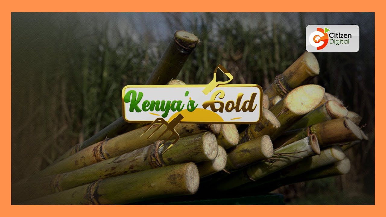 | Kenya's Gold | Sugarcane Farming in Kenya | Gold Feature |