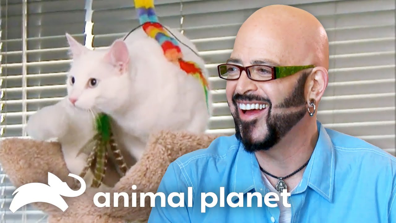 Jackson Galaxy's Top Tips for Tricky Felines | My Cat from Hell | Animal Planet