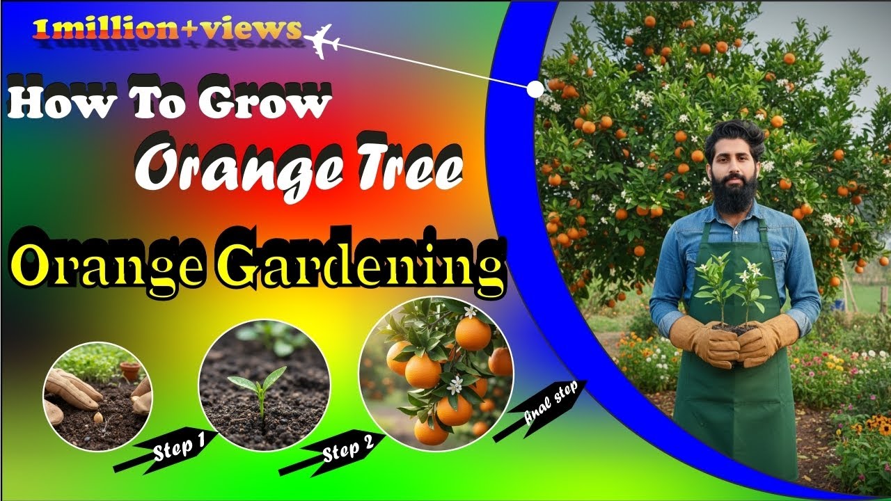 How to grow orange tree | gardening house guru | grow orange tree from seed 