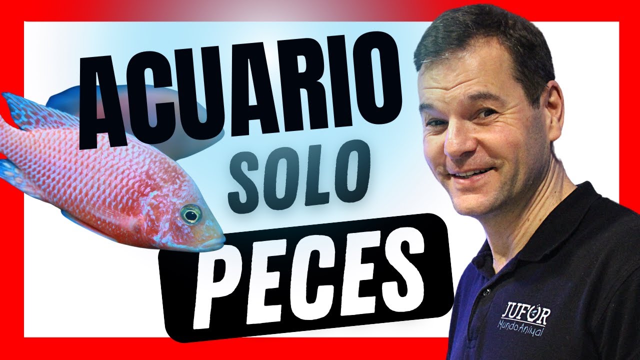 🐠 Cómo montar un acuario de cíclidos, súper fácil y de bajo mantenimiento.