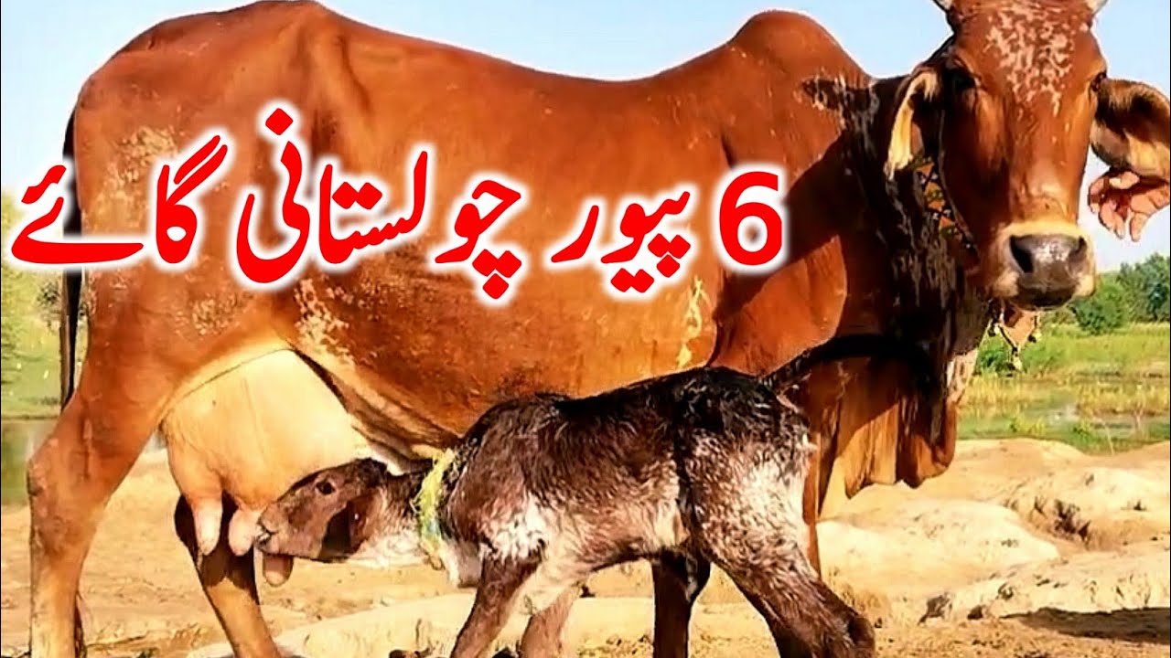Pure Cholistani Cow From Cholistan Rohi Desert Near Luden Cow Mandi || Global Village Farming 
