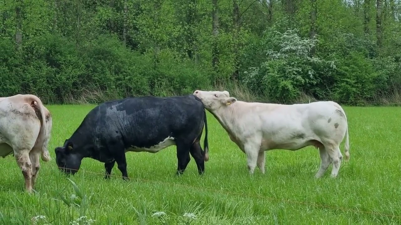 natuurmomentjes in de Lente met Stien xxx🌹♥️🚶🦜☀️💕🙏