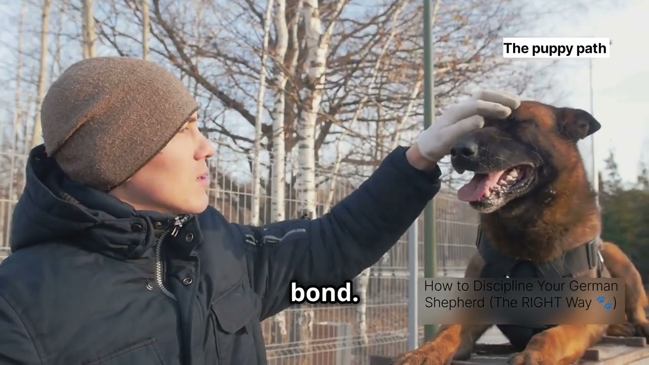 Как правильно воспитывать немецкую овчарку (правильным способом 🐾)