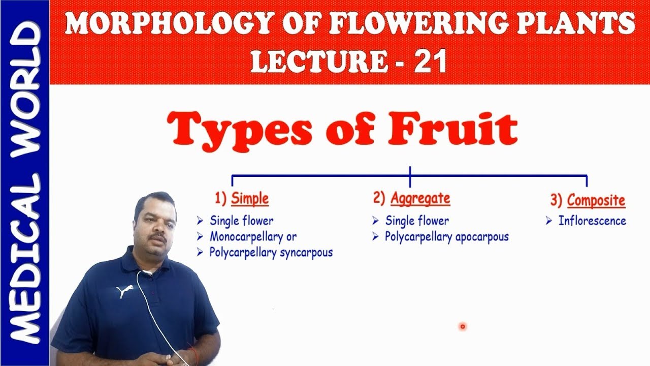 TYPES OF FRUIT | MORPHOLOGY OF FLOWERING PLANTS | LECTURE 21