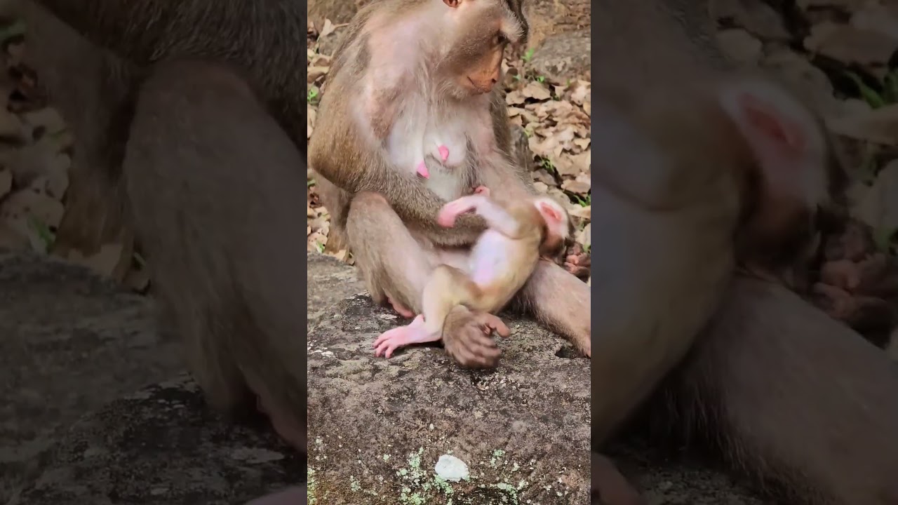 Levy baby monkey looks very funny when mum want to go out, Cute baby asks to drinking milk more