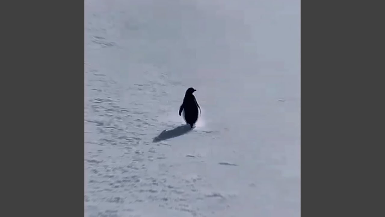 L'Amour Toujours (Organ Version)