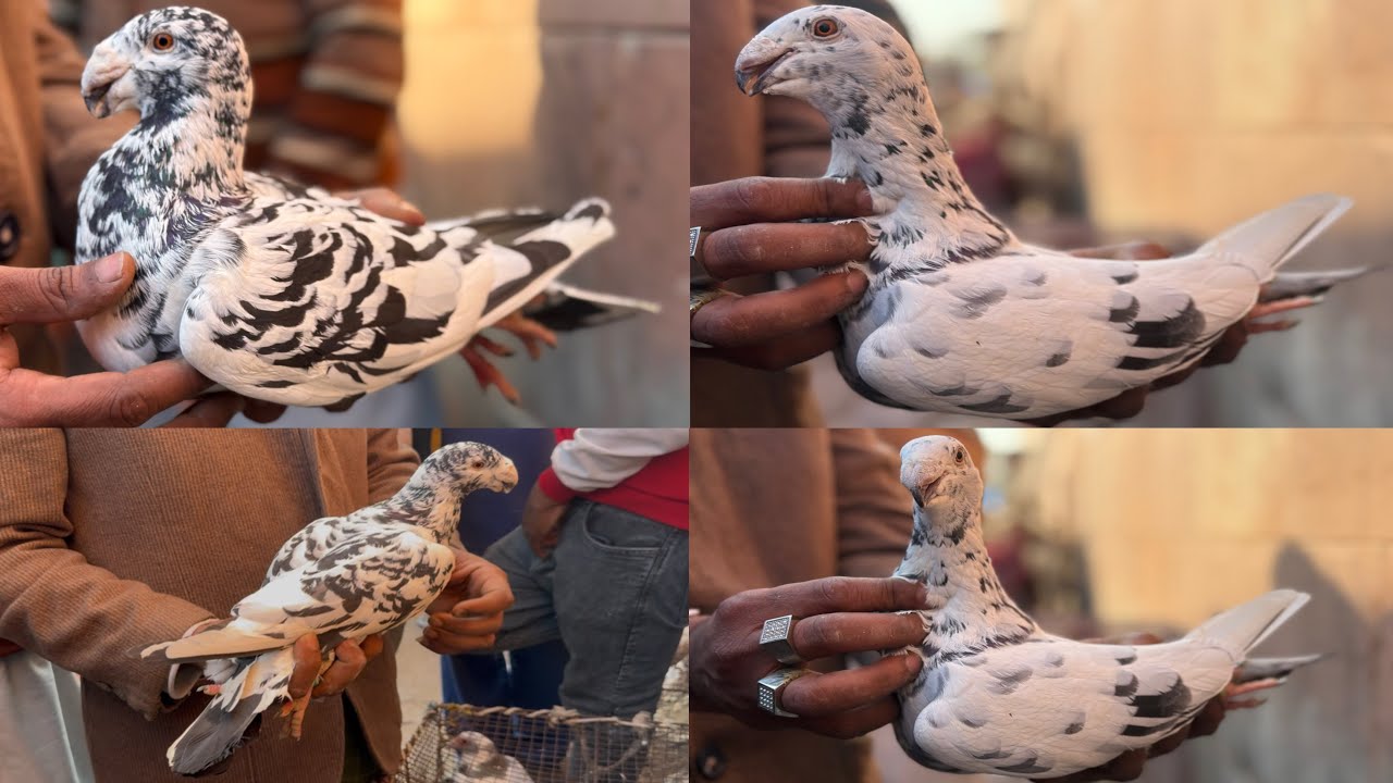 jama masjid kabutar market Delhi pigeon market gole kabootar madrasi fancy